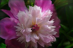 Pfingstrose Pfingstrose