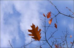 Die letzten Blätter am Baum