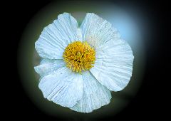 Baummohn