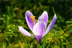 Krokus Krokus