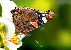 Admiralfalter Admiralfalter