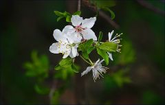 Kleine Blüten an einem Srauch Kleine Blüten an einem Srauch