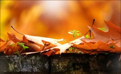 Gefallene Blätter auf einer Mauer