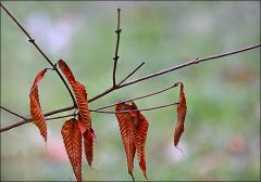 Zweige mit verwelkten Blättern Zweige mit verwelkten Blättern