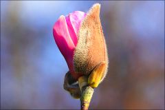 Magnolienknospe