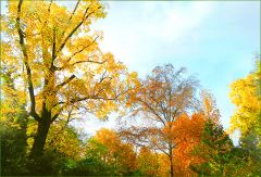 Bäume Ende Oktober Bäume Ende Oktober