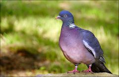 Ringeltaube Ringeltaube