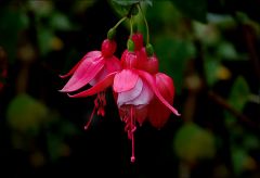 Fuchsien Fuchsien