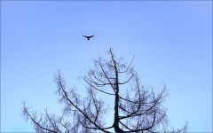 Kalter Dezembermorgen Kalter Dezembermorgen