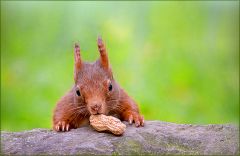 Eichhörnchen mit einer Erdnuss