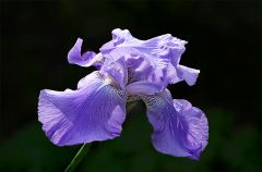 Iris Iris