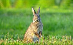 Wildkaninchen im März