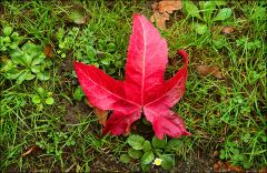 Gefallenes Blatt Gefallenes Blatt