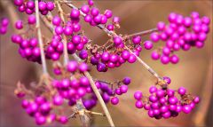 Liebesperlen - Callicarpa bodinieri