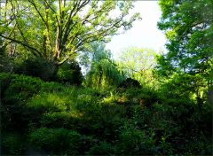 Waldromantik Waldromantik