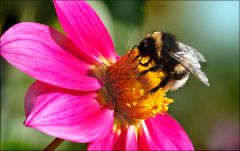 Hummel auf einer Dahlie