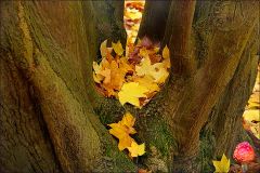 Herbstblätter Herbstblätter