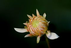 Dahlienknospe Dahlienknospe