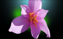 Herbstzeitlose Herbstzeitlose