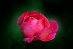 Rose im Juni Rose im Juni
