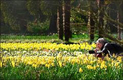 Fotografin zwischen den Narzissen Fotografin zwischen den Narzissen