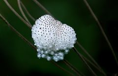 Fruchtstand einer Herbstanemone Fruchtstand einer Herbstanemone