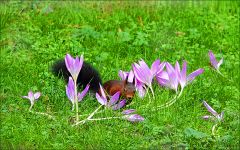 Eichhörnchen zwischen den Herbstzeitlosen