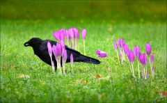 Die ersten Herbstzeitlosen in diesem Jahr Die ersten Herbstzeitlosen in diesem Jahr