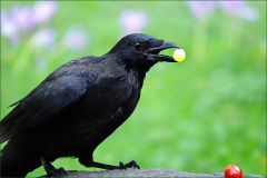 Rabe mit einer Weintraube