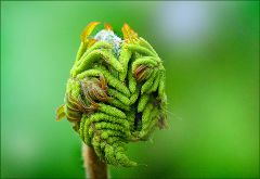 Farnknospe Farnknospe