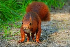 Eichhörnchen Eichhörnchen