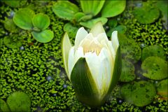 Knospe zwischen grünen Wasserlinsen Knospe zwischen grünen Wasserlinsen