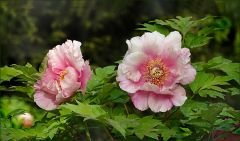 Pfingstrosen Pfingstrosen