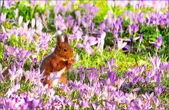 Eichhörnchen im März Eichhörnchen im März