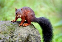 Eichhörnchen Eichhörnchen