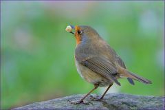 Rotkehlchen Rotkehlchen