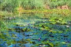 Verwildeter Seerosenteich Verwildeter Seerosenteich