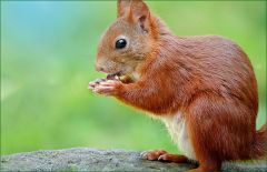 Eichhörnchen Eichhörnchen