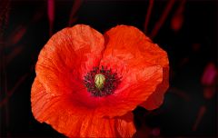 Mohn Mohn