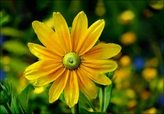 Sommer-Sonnenhut Sommer-Sonnenhut