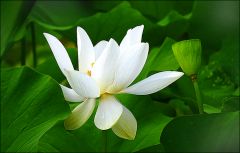 Lotosblume Lotosblume