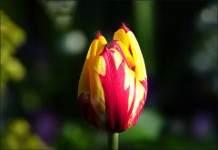 Tulpe