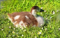 Ein Küken der Nilgans