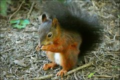 Eichhörnchen Eichhörnchen