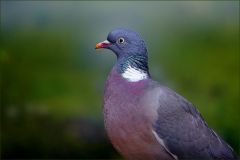 Ringeltaube Ringeltaube