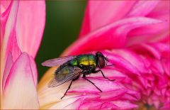 Fliege in einer Dahlie Fliege in einer Dahlie