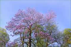 Blühender Baum Blühender Baum