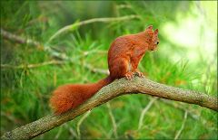 Eichhörnchen Eichhörnchen