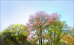 Bäume im April