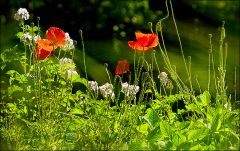 Sommerwiese
